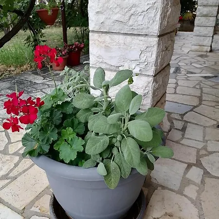 Summer 4 Appartement