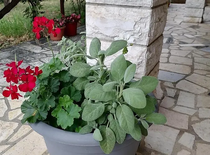 Summer 4 Διαμέρισμα